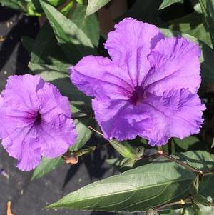 Ruellia 'Machu™ Morado' Ruellia 'Machu™ Morado'