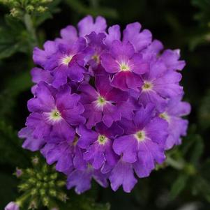Verbena 'Cadet Upright™ Lavender Blue' Verbena 'Cadet Upright™ Lavender Blue'