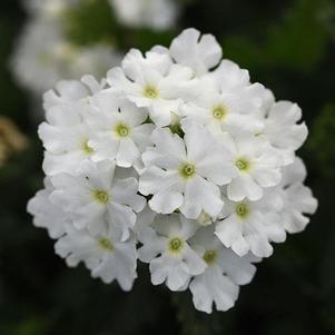 Verbena 'Cadet Upright™ White' Verbena 'Cadet Upright™ White'