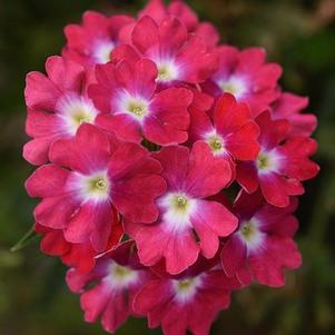 Verbena 'Cadet Upright™ Magenta Wink' Verbena 'Cadet Upright™ Magenta Wink'