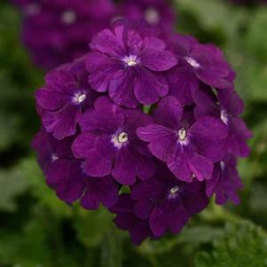 Verbena 'Firehouse™ Purple' Verbena 'Firehouse™ Purple'