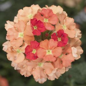 Verbena 'Lanai® Peach Improved' Verbena 'Lanai® Peach Improved'