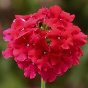 Verbena 'Lanai® Strawberry' Verbena 'Lanai® Strawberry'