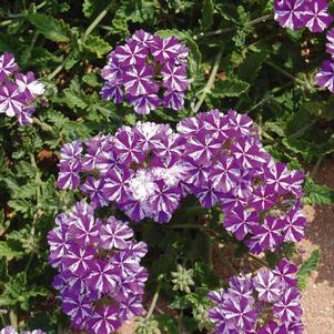 Verbena 'Lanai® Purple Star' Verbena 'Lanai® Purple Star'