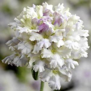 Verbena 'Lanai® Upright Limoncello' Verbena 'Lanai® Upright Limoncello'