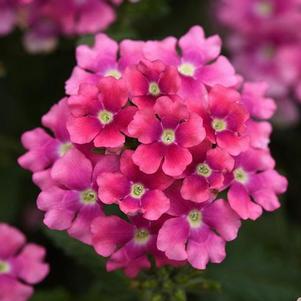Verbena 'Pops Pink 19' Verbena 'Pops Pink 19'
