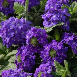 Verbena 'Temari Patio Blue' Verbena 'Temari Patio Blue'