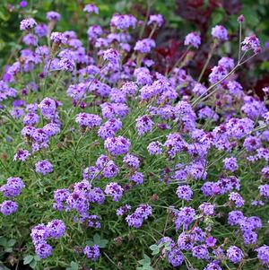 Verbena lilacina 'De La Mina' Verbena lilacina 'De La Mina'