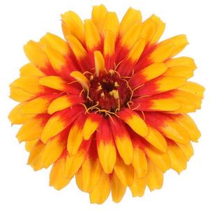Zinnia 'Sweet Tooth Candy Corn' Zinnia 'Sweet Tooth Candy Corn'