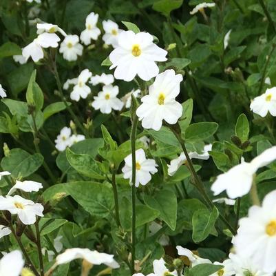 Browallia 'Cascade Snow White' Browallia 'Cascade Snow White'
