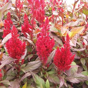 Celosia plumosa 'Sunday Wine Red' Celosia plumosa 'Sunday Wine Red'