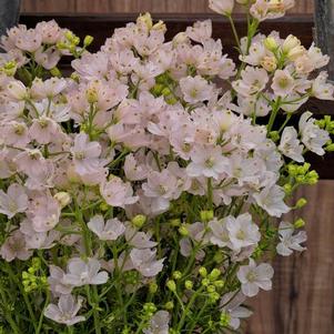 Delphinium g. 'Planet Light Pink' Delphinium g. 'Planet Light Pink'