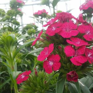 Dianthus 'Jolt Cherry' Dianthus 'Jolt Cherry'