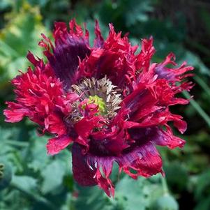 Papaver somniferum 'Drama Queen' Papaver somniferum 'Drama Queen'