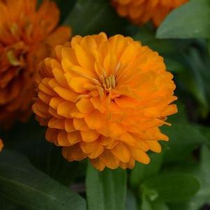 Zinnia marylandica 'Zahara Double Bright Orange' Zinnia marylandica 'Zahara Double Bright Orange'
