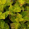 Coleus 'Bonnie Gold' Coleus 'Bonnie Gold'