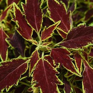 Coleus 'Flame Thrower™ Serrano' Coleus 'Flame Thrower™ Serrano'