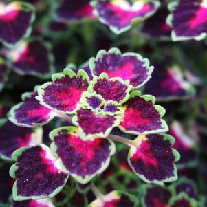 Coleus 'Great Falls Iguazu' Coleus 'Great Falls Iguazu'