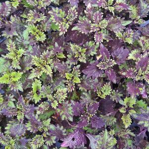 Coleus 'Kingwood Karnival' Coleus 'Kingwood Karnival'