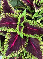 Coleus 'Main Street Alligator Alley' Coleus 'Main Street Alligator Alley'
