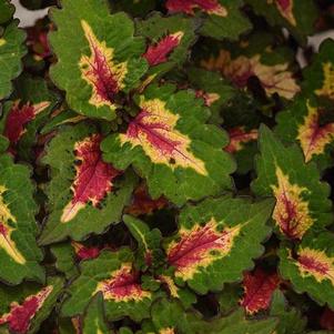Coleus 'Pinkplosion' Coleus 'Pinkplosion'