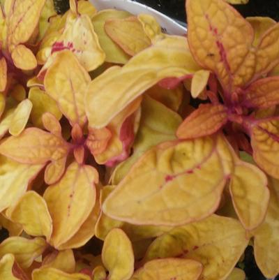 Coleus 'Terra Nova®Marrakesh' Coleus 'Terra Nova®Marrakesh'