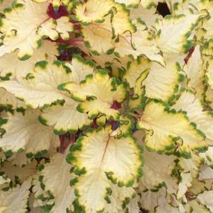 Coleus 'Vanilla Thrilla' Coleus 'Vanilla Thrilla'