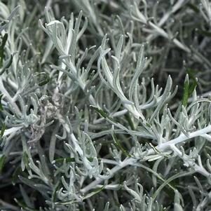 Helichrysum 'Silver Threads' Helichrysum 'Silver Threads'