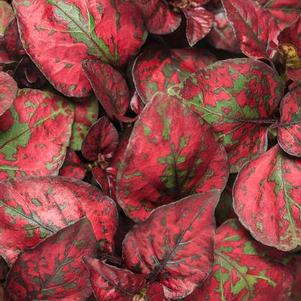 Hypoestes phyllostachya 'Hippo® Red' Hypoestes phyllostachya 'Hippo® Red'