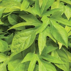 Ipomoea b 'Sweet Caroline Kiwi' Ipomoea b 'Sweet Caroline Kiwi'