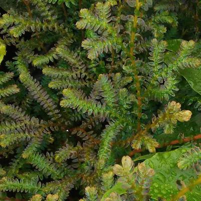 Selaginella uncinata 'Peacock Fern' Selaginella uncinata 'Peacock Fern'