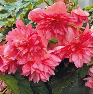 Begonia 'Funky® Pink' Begonia 'Funky® Pink'