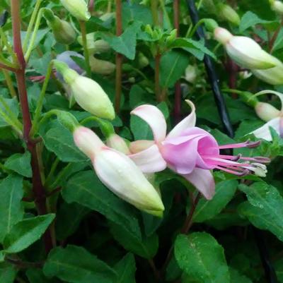 Fuchsia 'Sunbeam Hillary' Fuchsia 'Sunbeam Hillary'