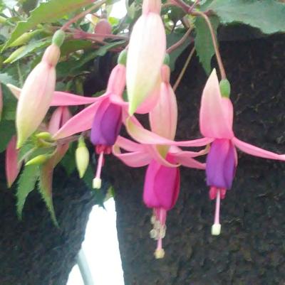 Fuchsia 'Sunbeam Condor' Fuchsia 'Sunbeam Condor'