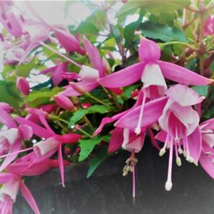 Fuchsia 'Sunbeam Salsa' Fuchsia 'Sunbeam Salsa'