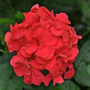 Geranium 'Precision Dark Salmon' Geranium 'Precision Dark Salmon'