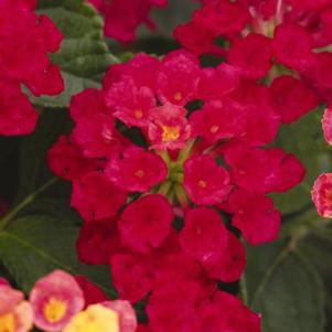 Lantana 'Havana Cherry' Lantana 'Havana Cherry'