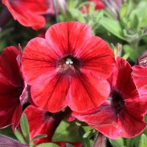 Petunia 'Sweetunia® Fiona Flash' Petunia 'Sweetunia® Fiona Flash'