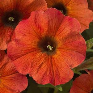 Petunia 'SuperCal Premium Cinnamon' Petunia 'SuperCal Premium Cinnamon'