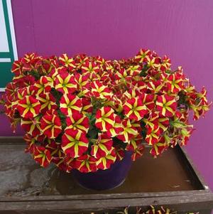 Petunia 'Amore™ Queen of Hearts' Petunia 'Amore™ Queen of Hearts'