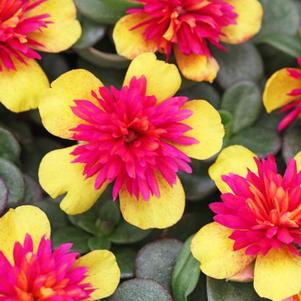Portulaca 'Colorblast Double Guava' Portulaca 'Colorblast Double Guava'