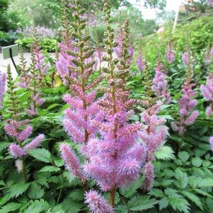 Astilbe chinensis 'Pumila' Astilbe chinensis 'Pumila'