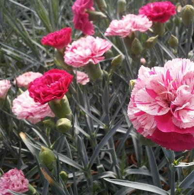 Dianthus 'Devon Cottage™ Pinball Wizard' Dianthus 'Devon Cottage™ Pinball Wizard'