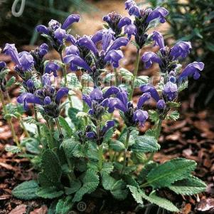 Dracocephalum grandiflorum 'Altai Blue' Dracocephalum grandiflorum 'Altai Blue'