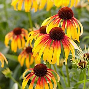 Echinacea 'Fiery Meadow Mama' Echinacea 'Fiery Meadow Mama'