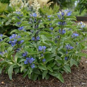 Gentiana cruciata 'Blue Cross' Gentiana cruciata 'Blue Cross'