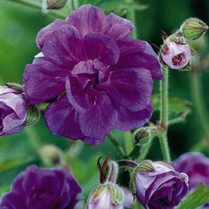 Geranium himalayense 'Plenum' Geranium himalayense 'Plenum'