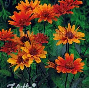 Heliopsis helianthoides var. scrabra 'Bleeding Hearts' Heliopsis helianthoides var. scrabra 'Bleeding Hearts'