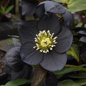 Helleborus 'Winter Jewels® Black Diamond' Helleborus 'Winter Jewels® Black Diamond'