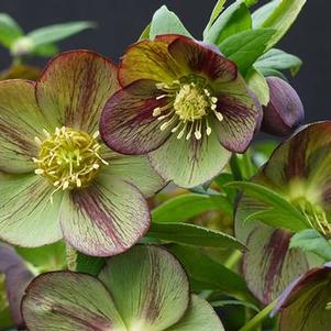 Helleborus 'Winter Jewels® Jade Star' Helleborus 'Winter Jewels® Jade Star'